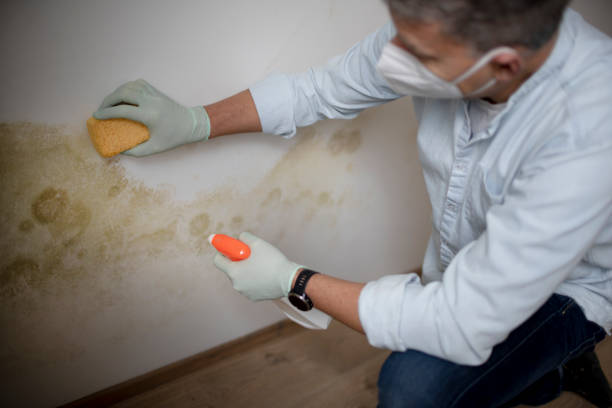 Best Black Mold Removal  in Pleasant Hills, OH