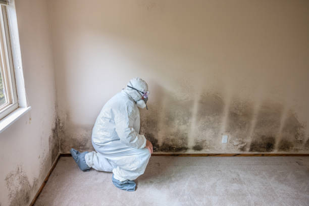 Attic Mold Removal in Pleasant Hills, OH