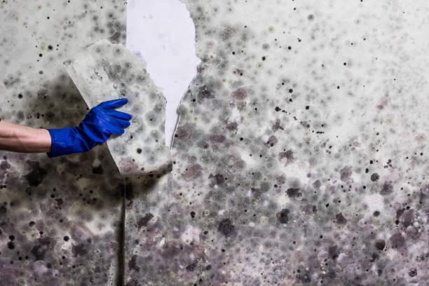 Best Emergency Mold Removal  in Pleasant Hills, OH
