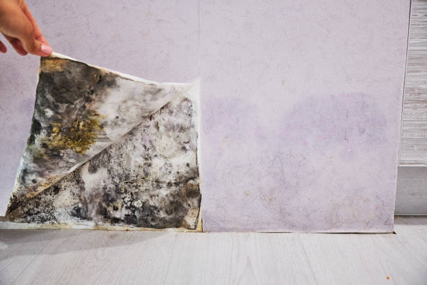 Best Mold Remediation Services  in Pleasant Hills, OH